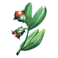 The Jojoba Company &reg;